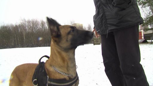 Fena belgického ovčáka z České Lípy je prvním českým psem, který odletí bojovat s pašeráky do Afriky.