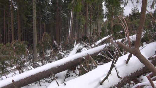 Lesníci a zemědělci začali sčítat škody po vichřici.