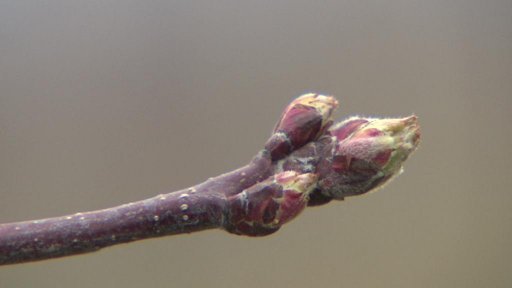 Ovocnáři se obávají jarních mrazíků