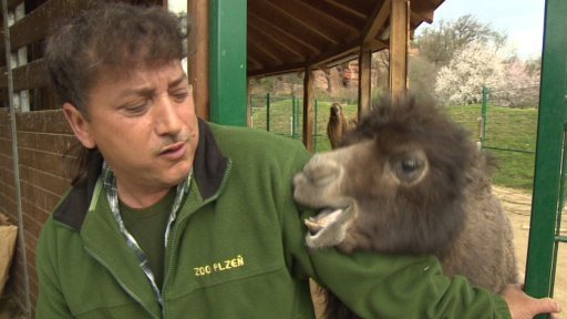 V plzeňské Zoo se narodilo mládě velblouda