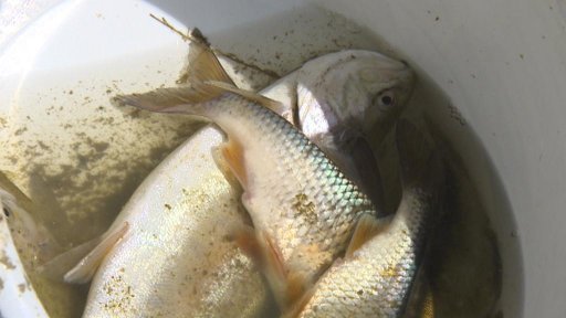 velkovýkrmna prasat na Jihlavsku způsobila ekologickou havárii.