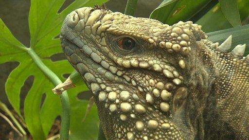 Leguán na gymnáziu