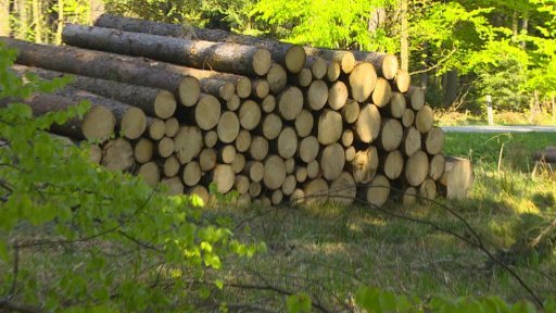 Ledová kalamita na přelomu roku ničila lesy.