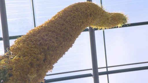 V liberecké botanické zahradě kvete poprvé obří agáve.