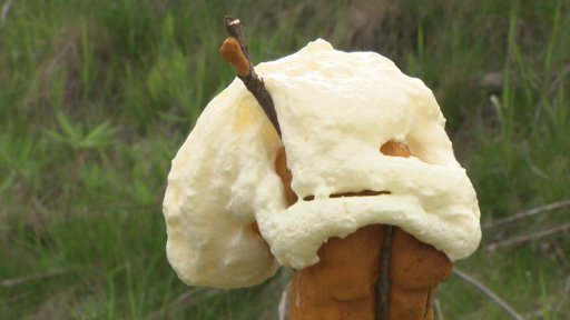 Pachové ohradníky se v Karlovarském kraji osvědčily