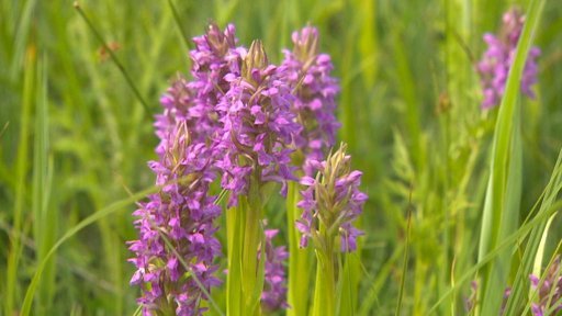 U Pardubic rozkvetly vzácné divoké orchideje