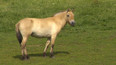 Pražská zoologická zahrada pustí do volné přírody další koně Převalského.