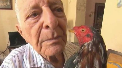 Kubánští milovníci kohoutích zápasů