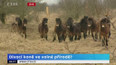 Divocí koně ve volné přírodě?