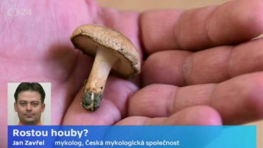 Rostou houby?