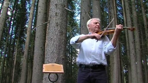 Housle z alpských smrků