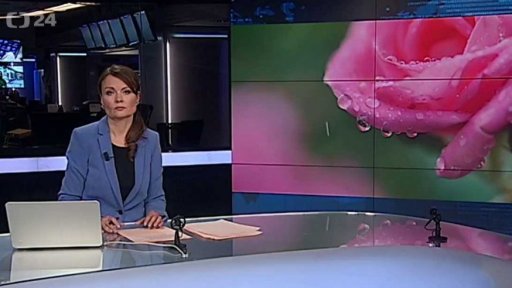 Sklizeň damašské růže