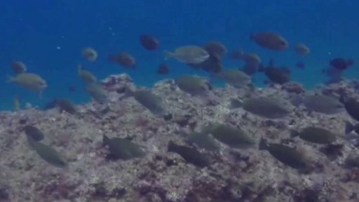 Medúzy ohrožují Středomoří