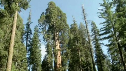 Sucho v USA ohrožuje sekvoje