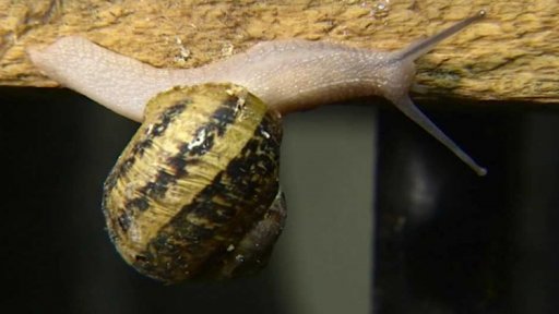 Polsko hlemýždí velmocí