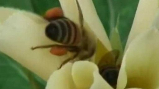 Africká supervčela