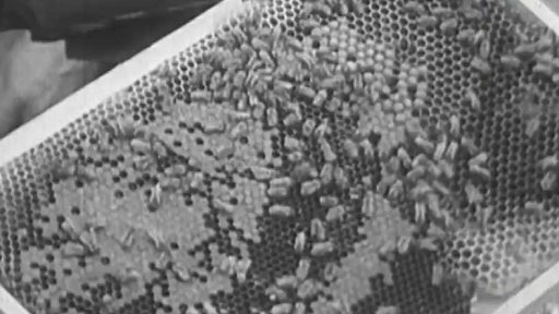 Originální hmyzolapka, která ochrání včely (1957)