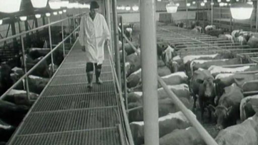 Automatizovaná farma na ustájení dojnic (1975)