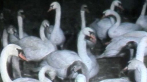 Labutě přežívají mráz v JZD (1985)