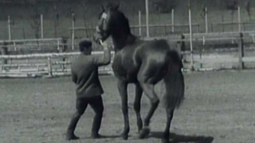 Dražba koní (1965)