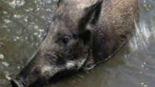 Rodinka divokých prasat vyrazila k vodě (1989)