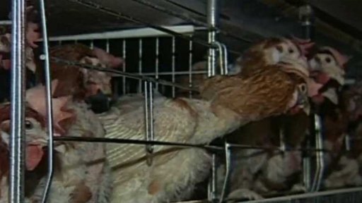 Horko a úhyn zvířat (2003)