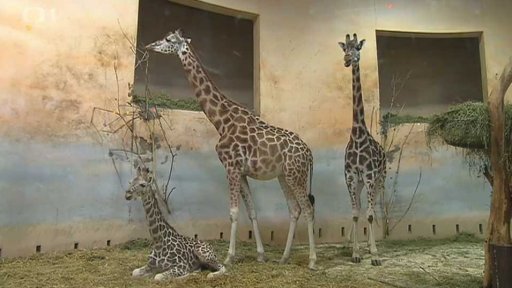 Pražská Zoo v roce 2015