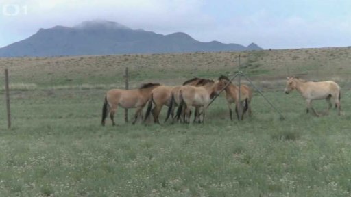 Koně Převalského z trojské zoo do Mongolska