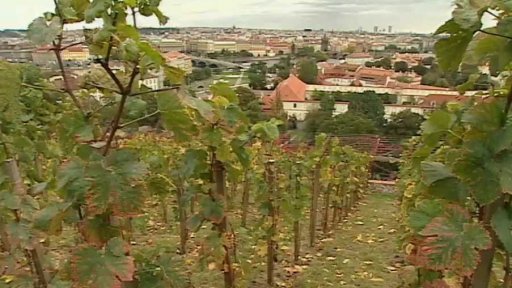 Pozvánka na Svatováclavské vinobraní