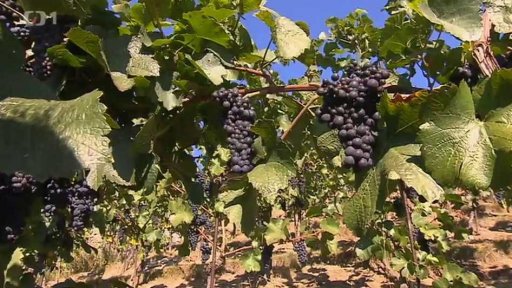 Vinobraní u Svaté Kláry