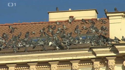 Co s pražskými holuby