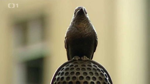 Pomník Milady Horákové