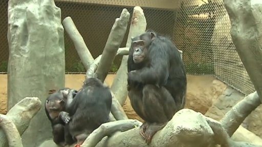 Rozhovor s Jiřím Novákem, vedoucím zoologem Zoo Ostrava
