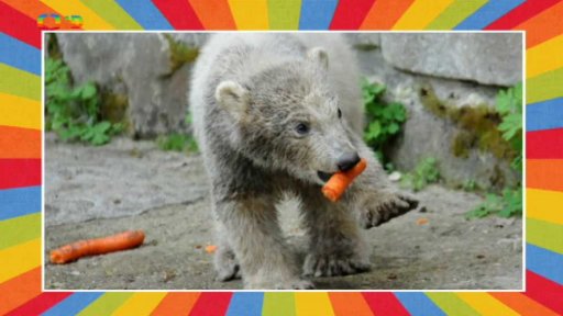 Cesta za zvířaty severu