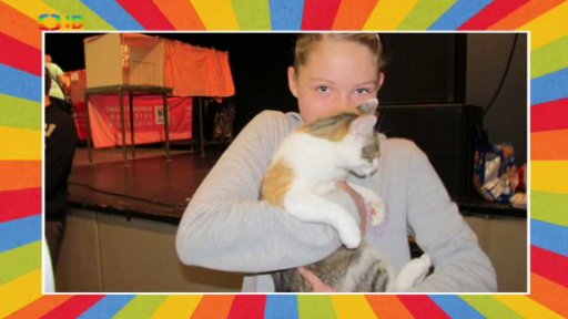 Výstava opuštěných koček