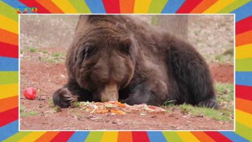 Probouzení medvědů hnědých