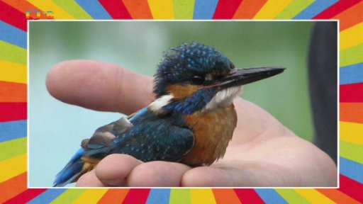 Vítání ptačího zpěvu