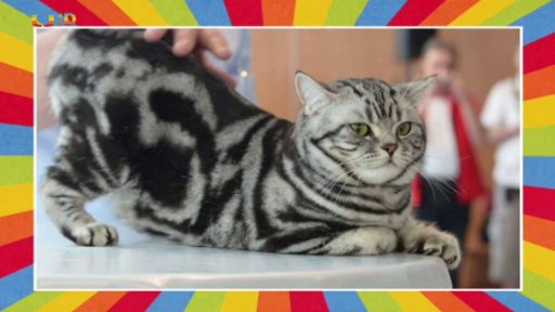 Mezinárodní výstava koček