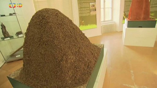 Společenský život hmyzu