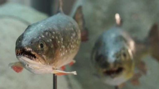 Sýpka – Muzeum orlických hor