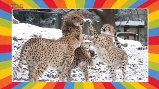 Vánoce v ZOO Dvůr Králové