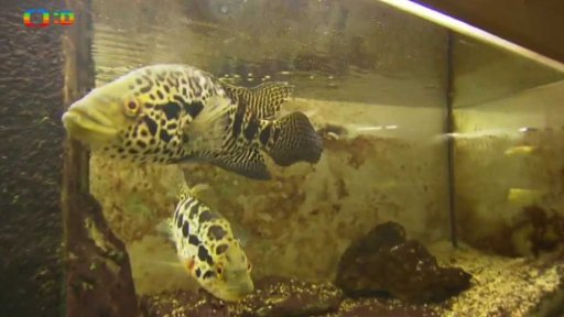 Vodní světy aneb „Rybí ZOO“