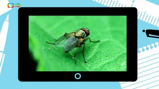 Příroda: Hmyzí říše