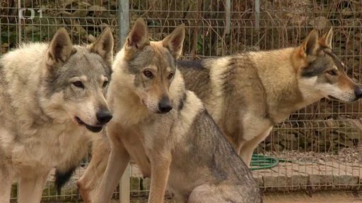 Československý vlčák