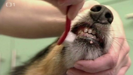 Zubní kámen u psů