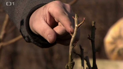 Rybíz a angrešt – roubování a řez