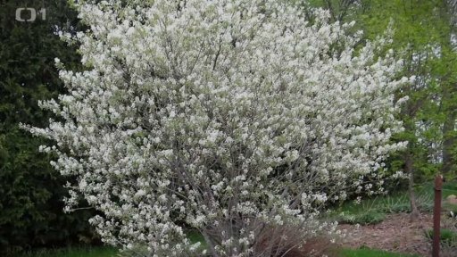 Muchovník a arónie