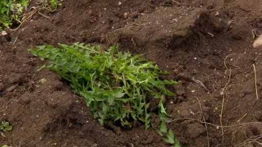 Jak na plevel v záhonech