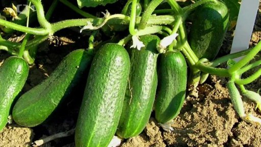 Pěstujeme okurky
