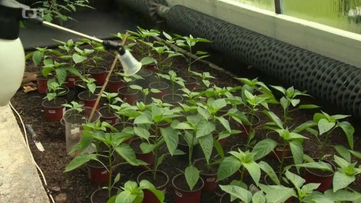 Péče o zeleninu ve skleníku